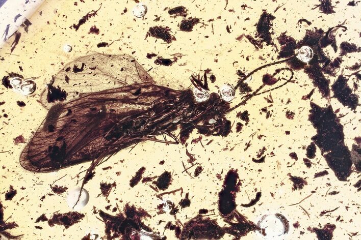 Detailed Fossil Caddisfly (Trichoptera) In Baltic Amber #328209